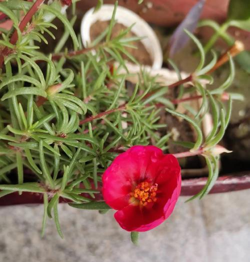 樱花和向日葵的花语分别是什么？它们各自代表什么？