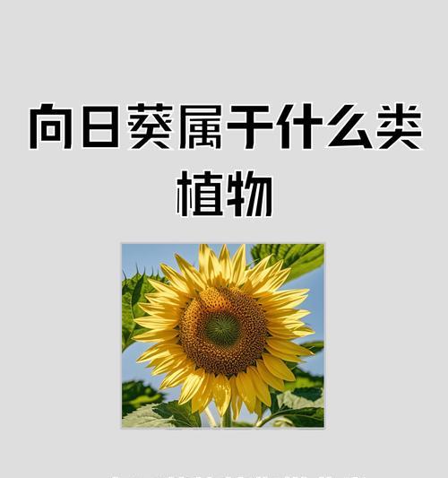 樱花和向日葵的花语分别是什么？它们各自代表什么？