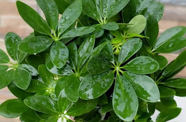 10月植物有什么花？秋季适宜种植的花卉有哪些？