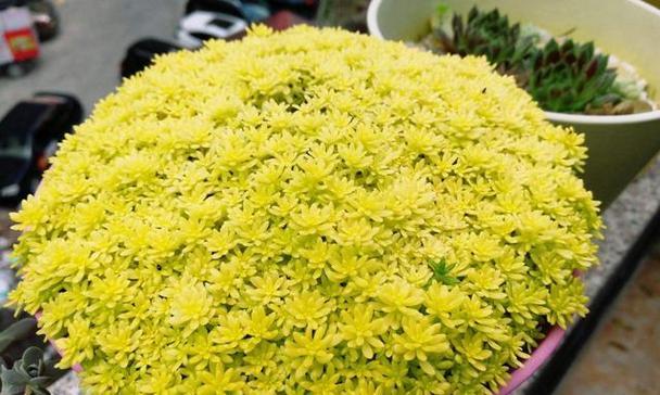 黄金万年草的种植方法是什么？