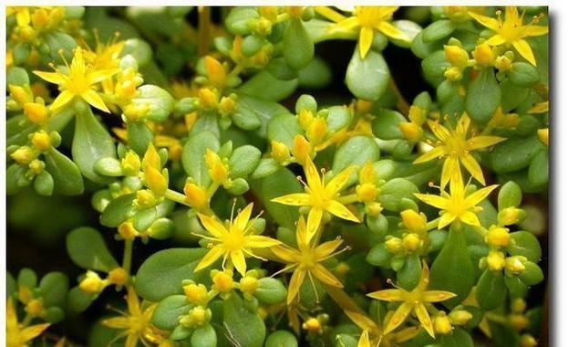 黄金万年草的种植方法是什么？