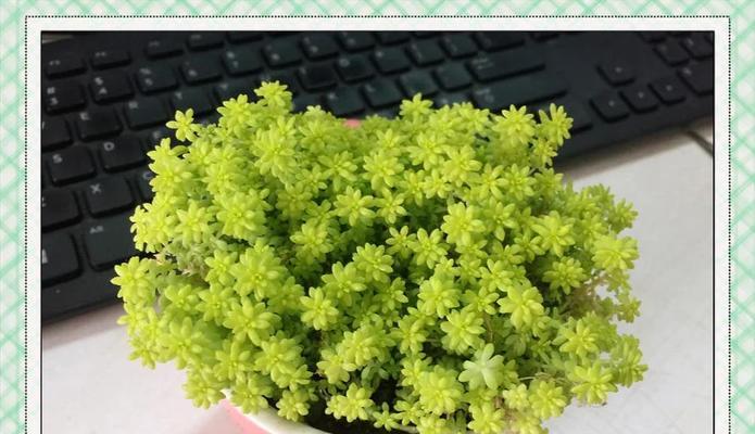 黄金万年草的种植方法是什么？