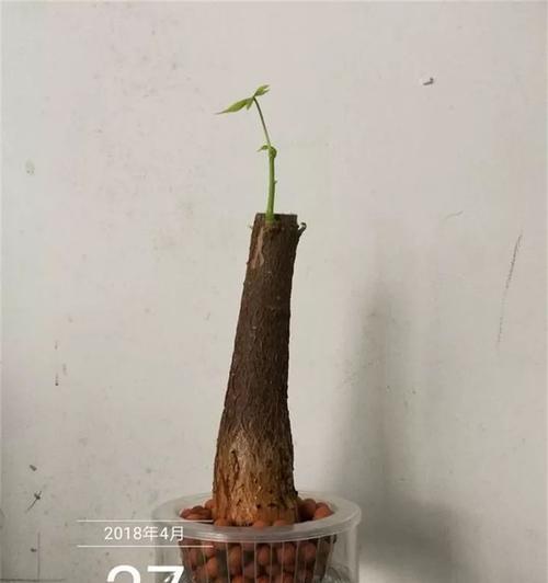 发财树插枝的正确步骤是什么？如何提高成活率？