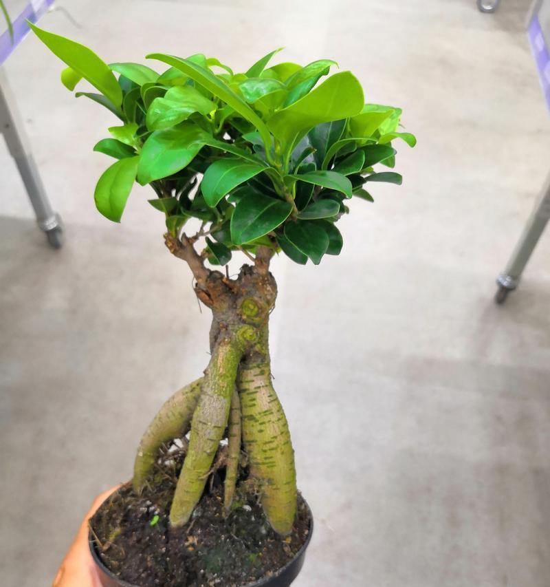 发财树插枝的正确步骤是什么？如何提高成活率？