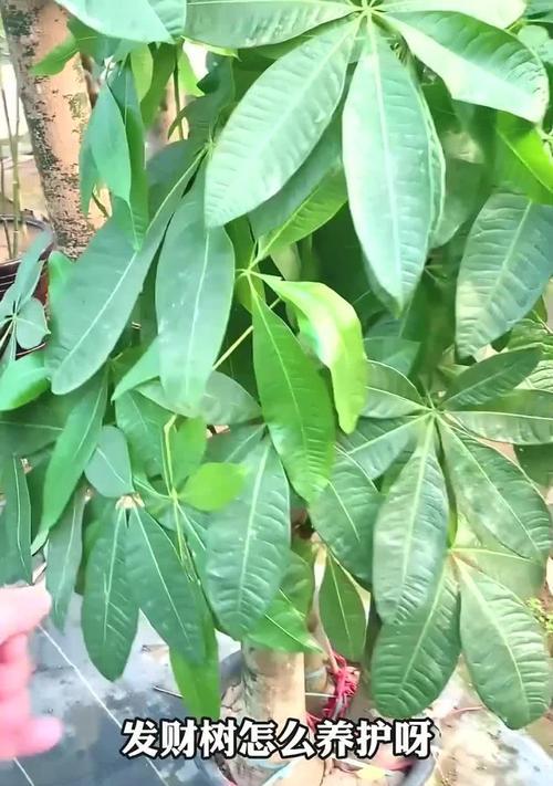 发财树树干软了怎么办？如何处理和预防？