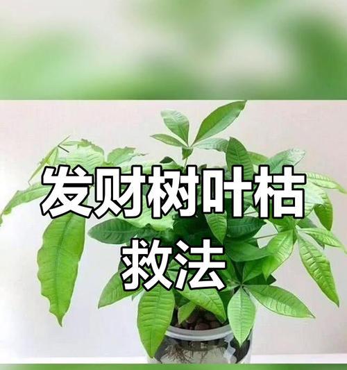 发财树树干软了怎么办？如何处理和预防？