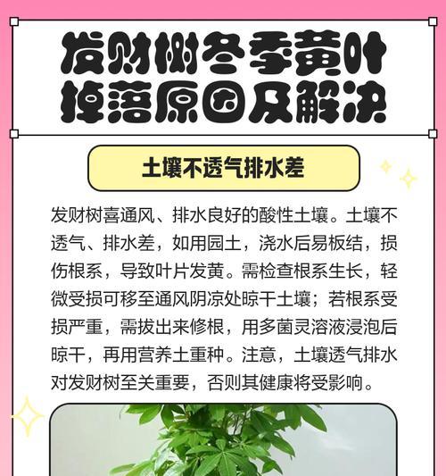 发财树树干软了怎么办？如何处理和预防？