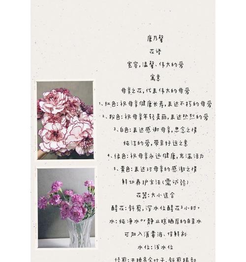 康乃馨的花语和代表意义是什么？