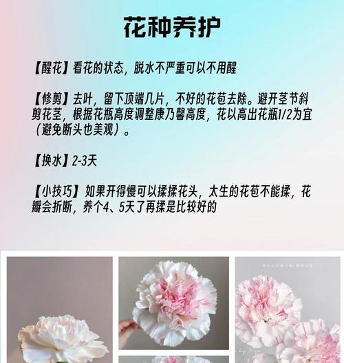 康乃馨的花语和代表意义是什么？