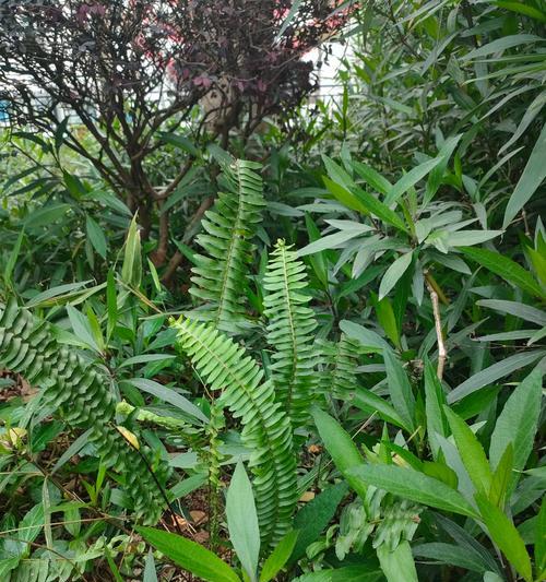 常见蕨类植物有哪些？它们对环境有何益处？