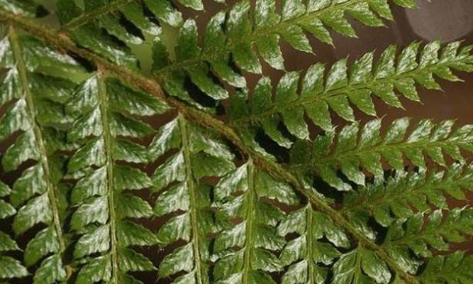 常见蕨类植物有哪些？它们对环境有何益处？