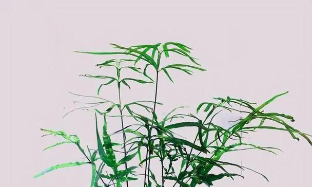 常见蕨类植物有哪些？它们对环境有何益处？