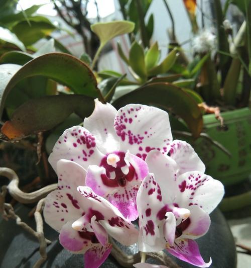 蝴蝶兰通常在什么季节开花？