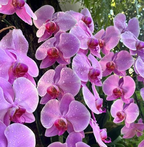 蝴蝶兰通常在什么季节开花？