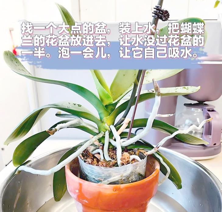 蝴蝶兰的浇水技巧和注意事项是什么？