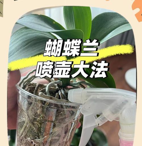 蝴蝶兰的浇水技巧和注意事项是什么？