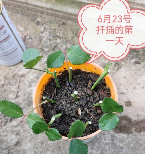 月季扦插的正确步骤是什么？