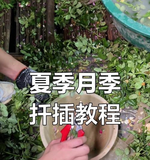 月季扦插的正确步骤是什么？