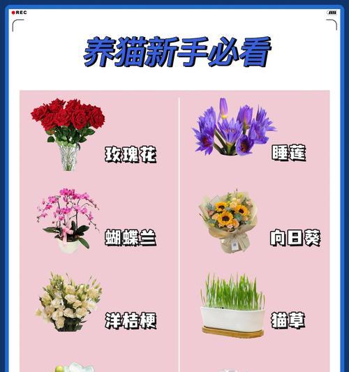 四季小玫瑰花的养殖方法是什么？需要注意哪些问题？