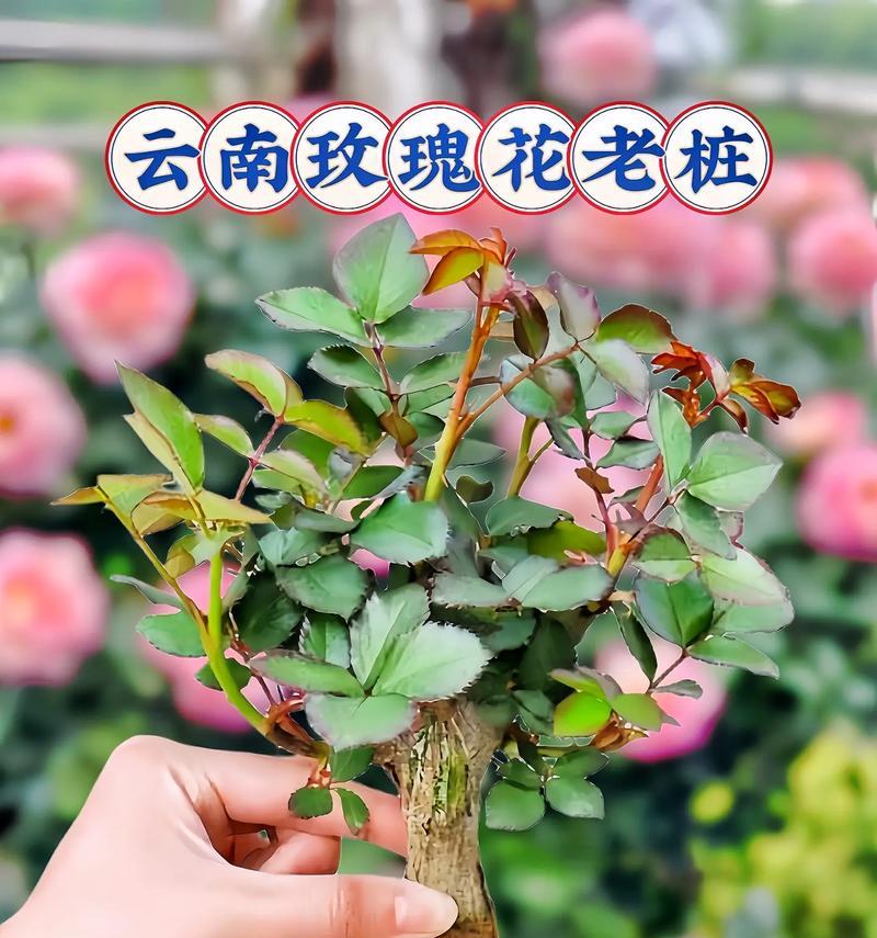 四季小玫瑰花的养殖方法是什么？需要注意哪些问题？