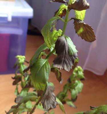为什么种的薄荷枯萎了？薄荷枯萎的原因及解决方法是什么？