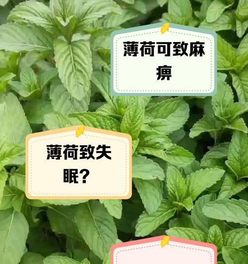 为什么种的薄荷枯萎了？薄荷枯萎的原因及解决方法是什么？
