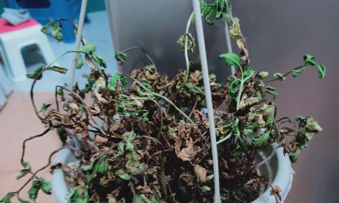 为什么种的薄荷枯萎了？薄荷枯萎的原因及解决方法是什么？