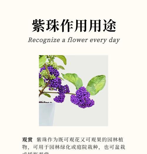 紫珍珠繁殖的有效方法有哪些？