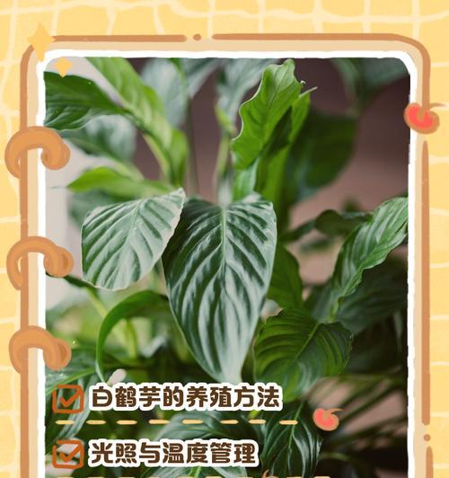 白鹤芋叶子蔫了是什么原因？如何处理？