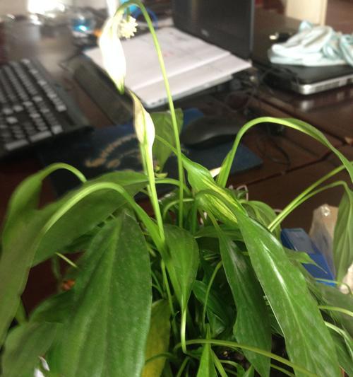 白鹤芋叶子蔫了是什么原因？如何处理？