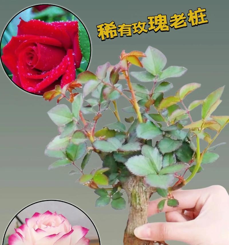 玫瑰花枝的修剪和养护技巧是什么？怎样保持玫瑰花枝的活力？