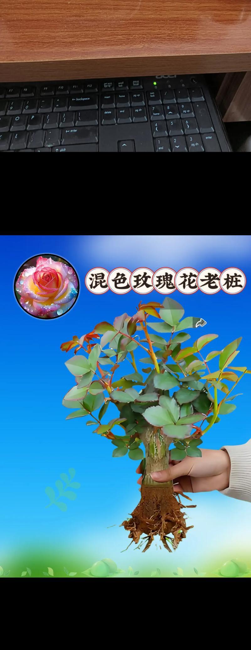 玫瑰花枝的修剪和养护技巧是什么？怎样保持玫瑰花枝的活力？