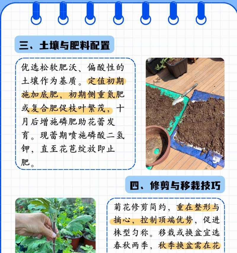 雏菊的种植和养护技巧有哪些？