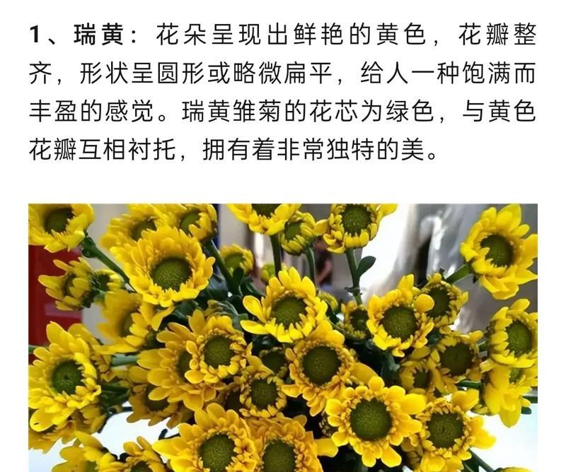 雏菊的种植和养护技巧有哪些？