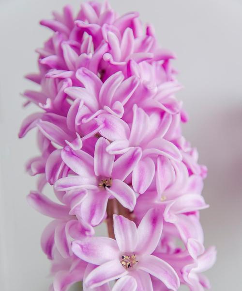 风信子的花语是什么？它代表了哪些情感？