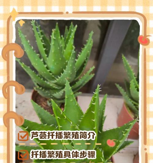 扦插的树有哪些？扦插繁殖的方法和注意事项是什么？