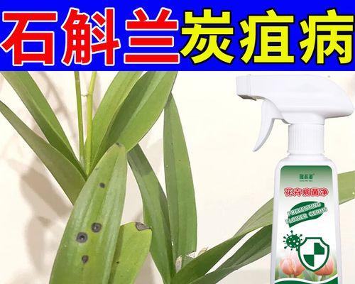 石斛烂根的处理方法有哪些？