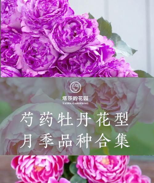 哪些月季品种最抗病？如何正确种植和管理？