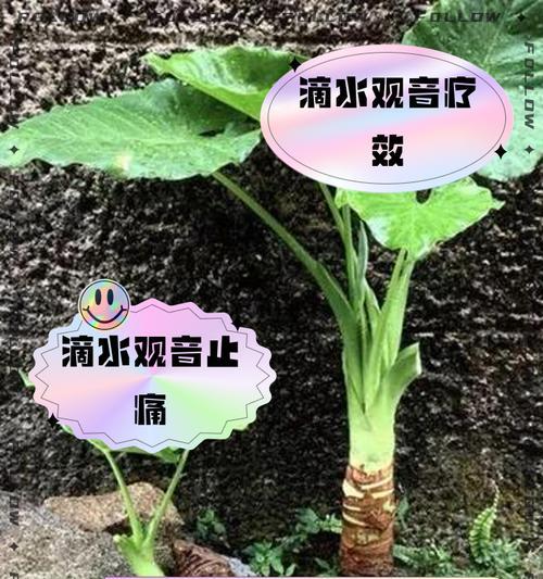 滴水观音生长缓慢的原因及解决方法？