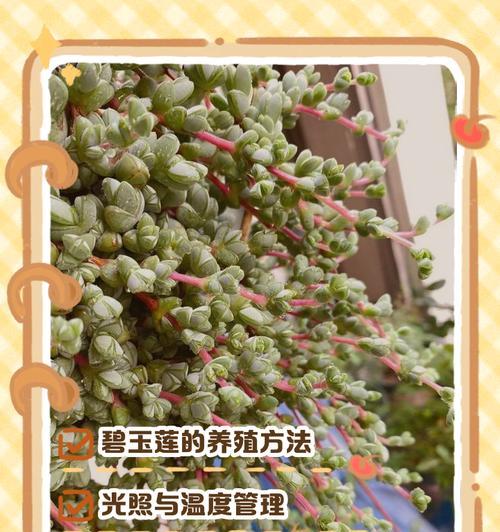 紫叶碧玉的养护要点是什么？