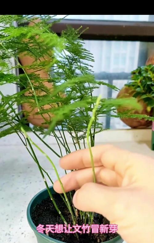 文竹长太高怎么办？文竹过高时的修剪和养护技巧有哪些？