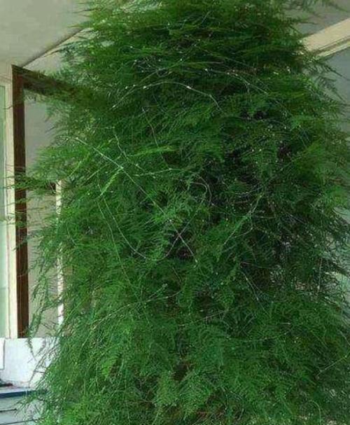 文竹长太高怎么办？文竹过高时的修剪和养护技巧有哪些？