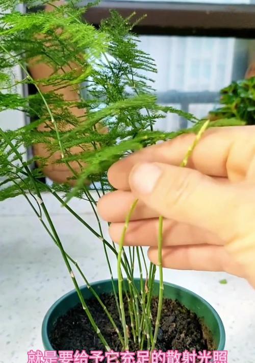 文竹长太高怎么办？文竹过高时的修剪和养护技巧有哪些？