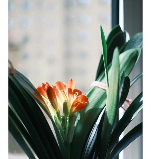 君子兰开花的秘诀是什么？如何促进君子兰开花？