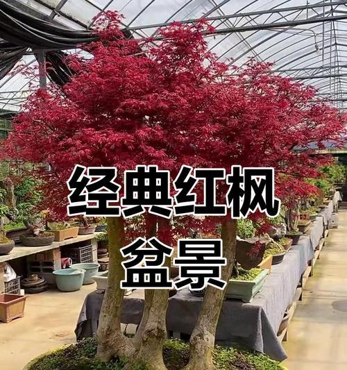 红枫养殖需要注意哪些事项？