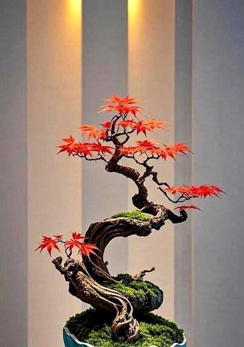 红枫养殖需要注意哪些事项？