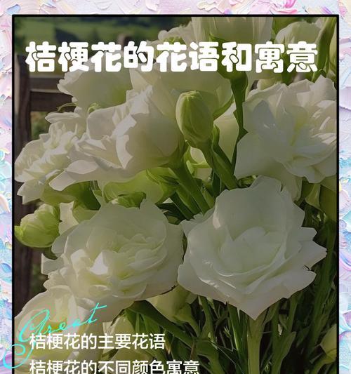 桔梗花的花语是什么？桔梗花的象征意义和文化背景是什么？