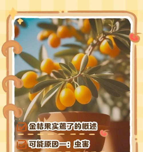 金桔树落果问题的解决方法？