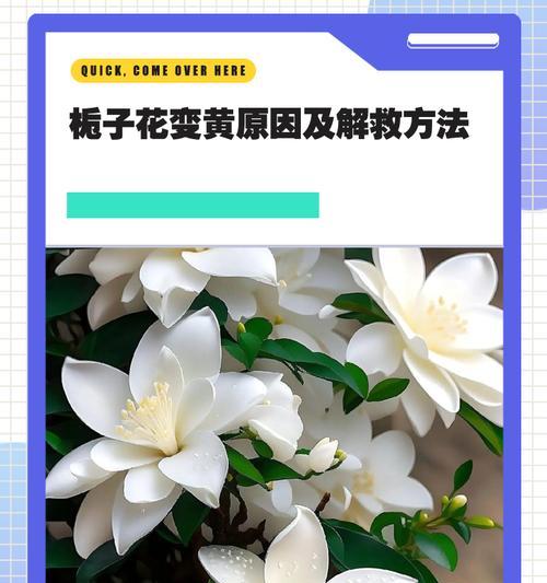 栀子花叶子黄是怎么回事？如何进行诊断和处理？