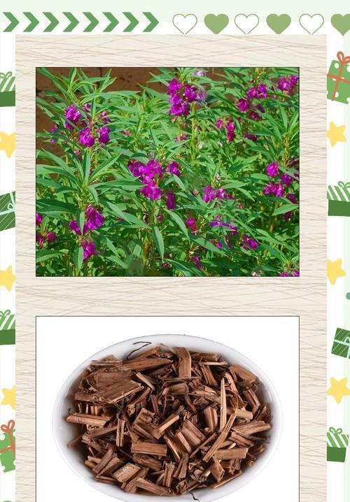 凤仙花有多少品种？哪种凤仙花最漂亮？